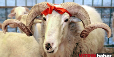 thumbs-b-c-dfd5fa262bef4858944bbcb8f78d5eca