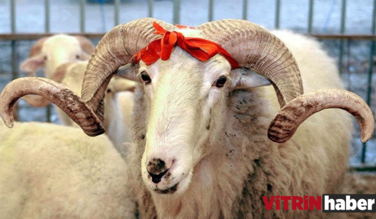 Vekaletle kurban kesim bedeli açıklandı