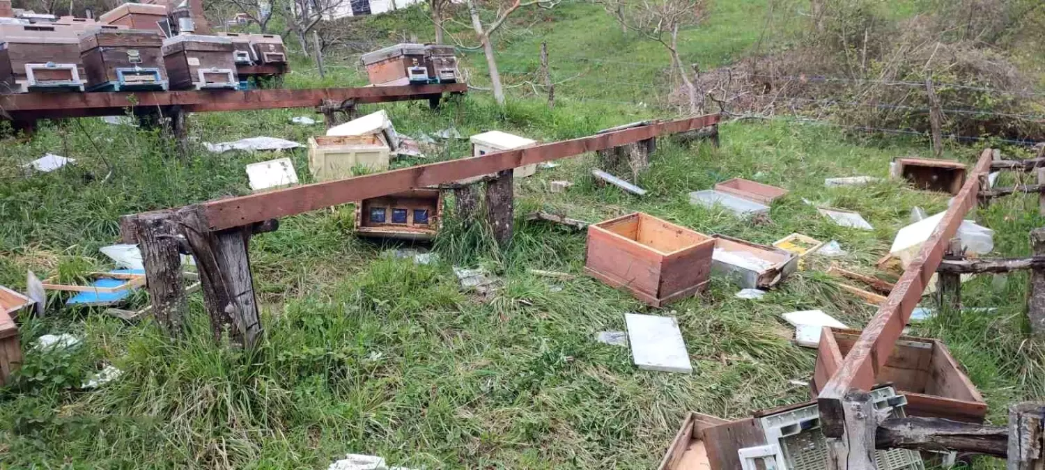 Sinop'ta Ayı Saldırısı Arıcıyı Zor Durumda Bıraktı