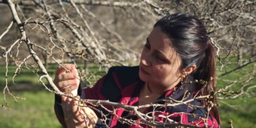 Türkiye’nin önemli dut merkezini zirai don vurdu