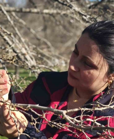 Türkiye’nin önemli dut merkezini zirai don vurdu