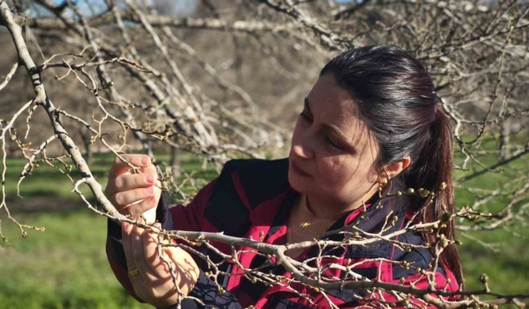 Türkiye’nin önemli dut merkezini zirai don vurdu