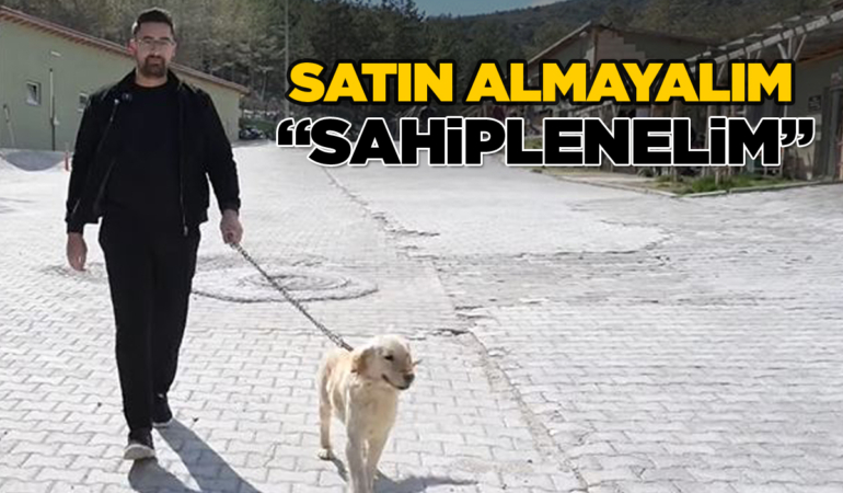 Sinoplu vatandaştan sahipsiz hayvanlar için duyarlı çağrı