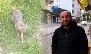 Sinop'ta vatandaşın tilkiyle olan dostluğu gülümsetiyor