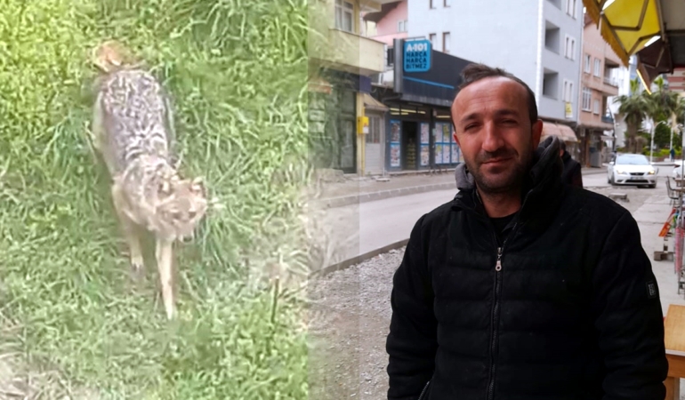 Sinop’ta vatandaşın tilkiyle olan dostluğu gülümsetiyor