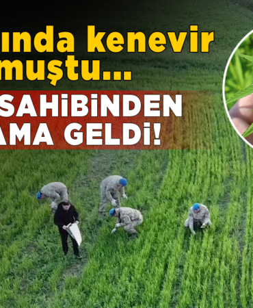 Sinop’taki tarlasında kenevir bulunan vatandaş konuştu