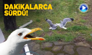 Sinop'ta martıların kavgası kamerada