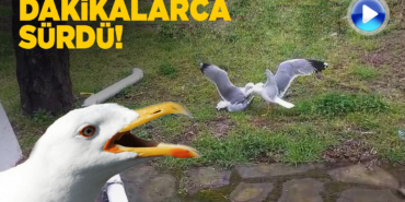 Sinop'ta martıların kavgası kamerada