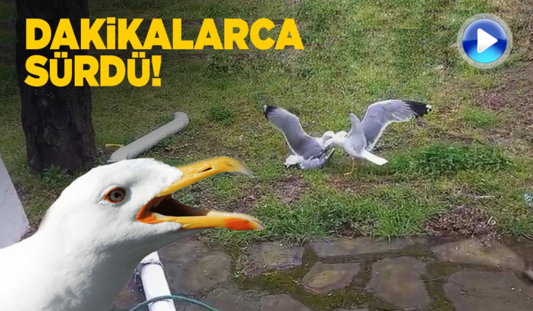 Sinop’ta martıların kavgası kamerada
