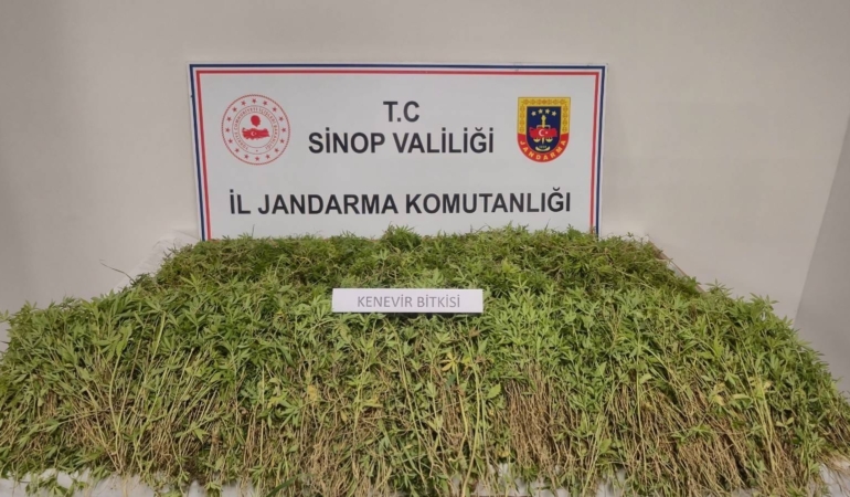Tarlada yasadışı kenevir ekimine jandarma baskını