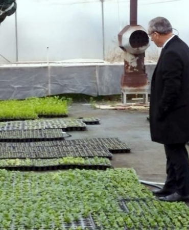 Belediye serasında yetişen çiçekler ilçeyi renklendiriyor