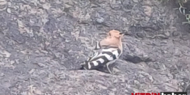 whatsapp-image-2025-04-22-at-161629-1