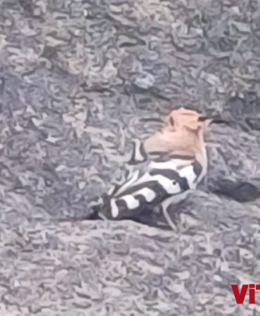 whatsapp-image-2025-04-22-at-161629-1