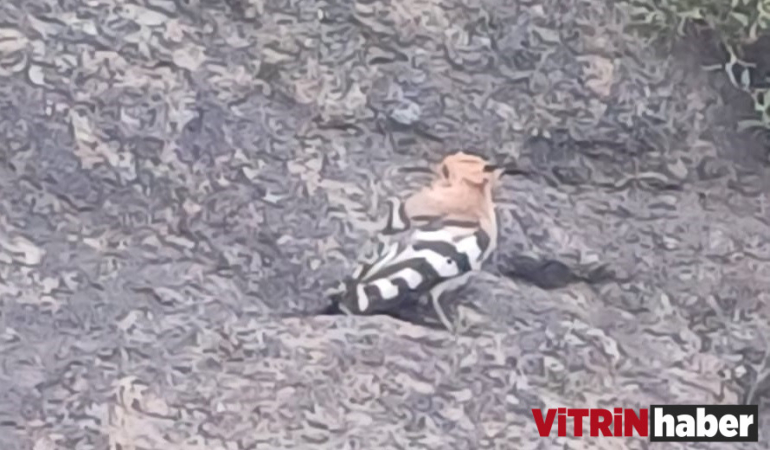 Sinop’ta nadir görülen kuş türüne rastlandı