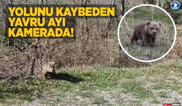 Yol kenarında yavru ayı görüntülendi!