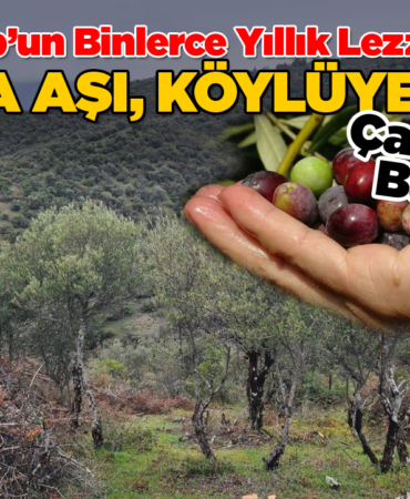 Sinop’un sessiz hazinesi ekonomiye kazandırılıyor