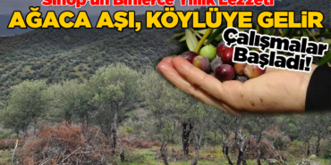 zeytin