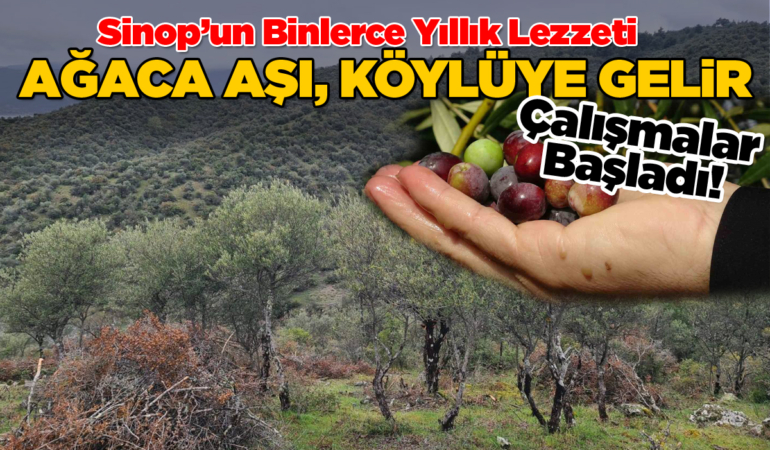 Sinop’un sessiz hazinesi ekonomiye kazandırılıyor