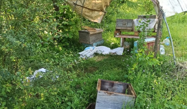 Sinop’ta ayılar kovanlara zarar verdi