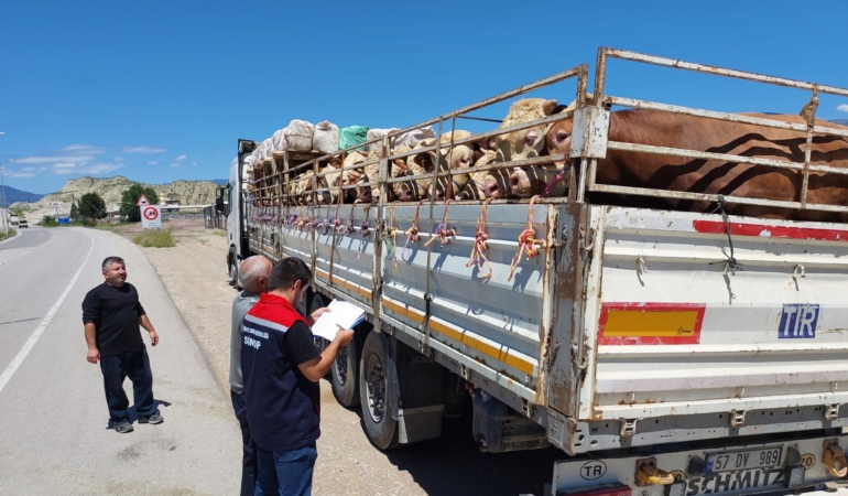 Sinop’ta kurbanlık sevkiyatları başladı