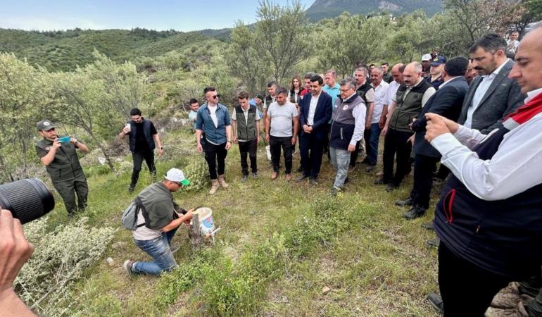 Delice zeytinleri ekonomiye kazandırılıyor