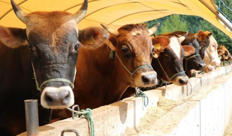 Kurbanlık seçerken bunlara dikkat edin!