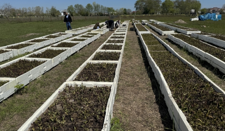 70 dönüm arazide salep hasatı başladı