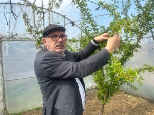 SİNOPLU ÇİFTÇİDEN AŞIRI DON OLAYI SONRASI AÇIKLAMA