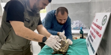 Sinop'ta doğada bitkin bulunan kaplumbağa tedavi edildi