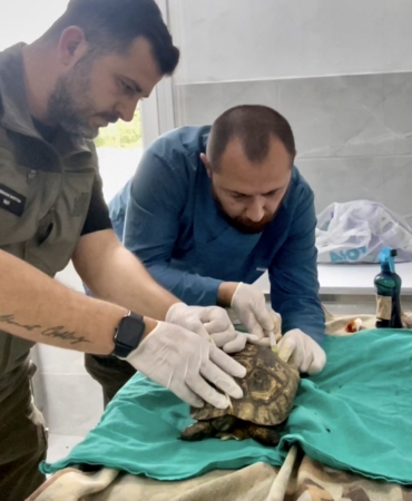 Sinop'ta doğada bitkin bulunan kaplumbağa tedavi edildi