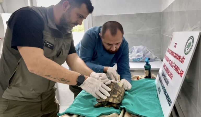 Sinop ormanında bitkin bulunan kaplumbağa tedavi edildi