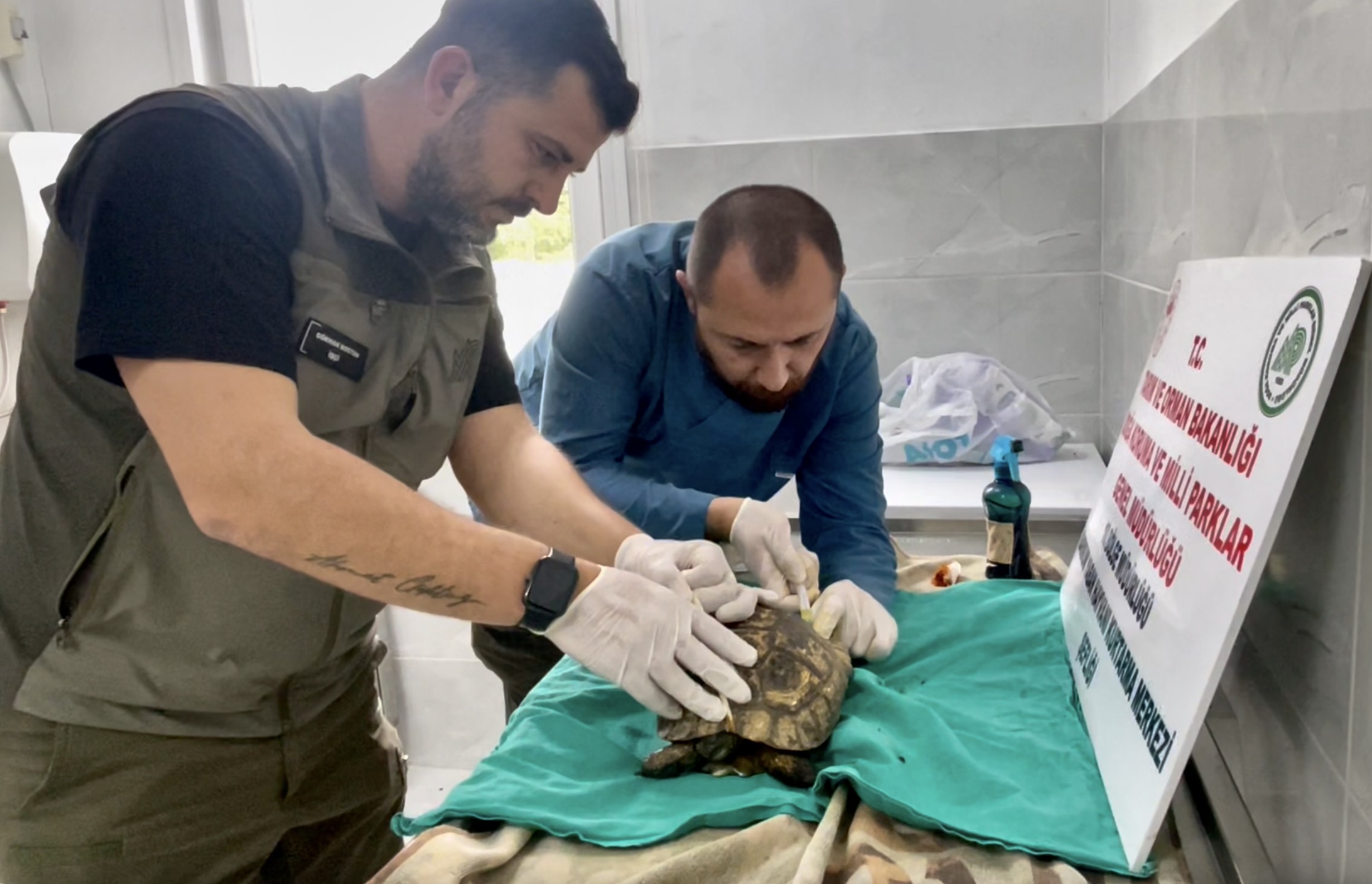 Sinop'ta doğada bitkin bulunan kaplumbağa tedavi edildi