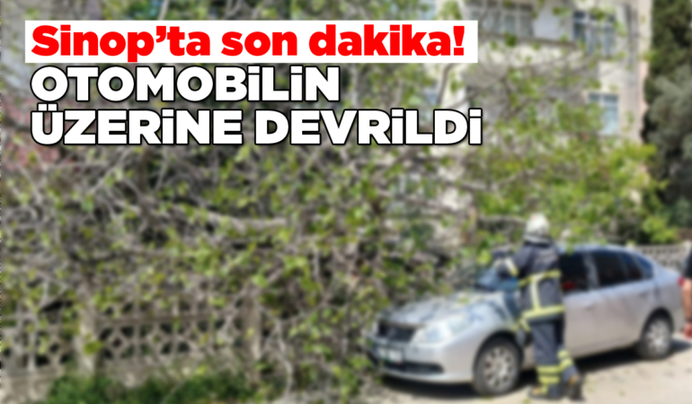 Park halindeki otomobilin üzerine ağaç devrildi