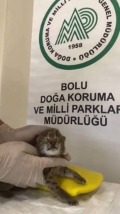 ANNESİNİ KAYBEDEN YAVRU VAŞAK, KORUMAYA ALINDI