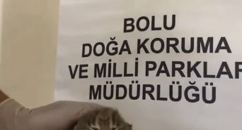 ANNESİNİ KAYBEDEN YAVRU VAŞAK, KORUMAYA ALINDI