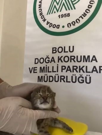 ANNESİNİ KAYBEDEN YAVRU VAŞAK, KORUMAYA ALINDI