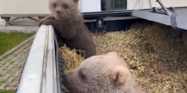 DOĞADA YALNIZ BULUNAN YAVRU AYILAR KORUMA ALTINA ALINDI