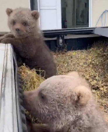 DOĞADA YALNIZ BULUNAN YAVRU AYILAR KORUMA ALTINA ALINDI