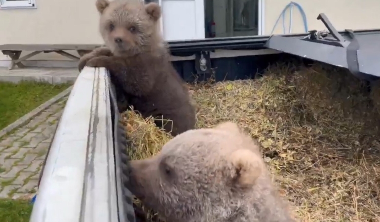 Sinop ormanında bulunan yavru ayılar koruma altına alındı