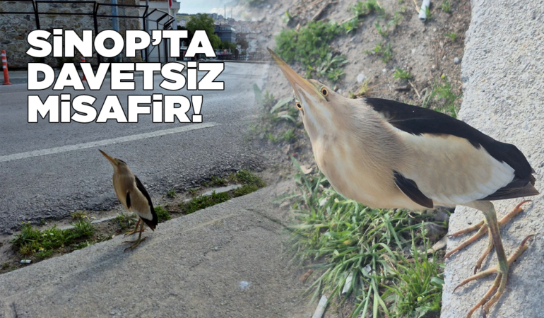 Sahile konan ilginç kuş merak uyandırdı