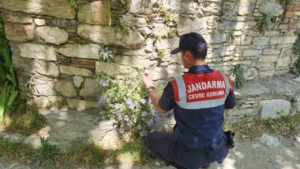 can-cicegini-koparmanin-cezasi-557-bin-tl