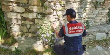 can-cicegini-koparmanin-cezasi-557-bin-tl