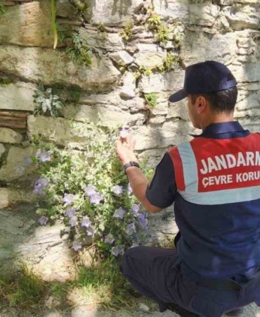 can-cicegini-koparmanin-cezasi-557-bin-tl