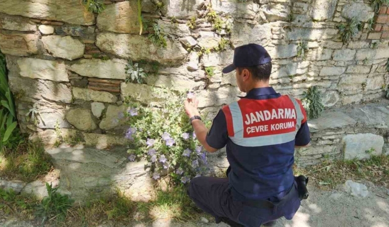 Çan Çiçeğini koparmanın cezası 557 bin TL