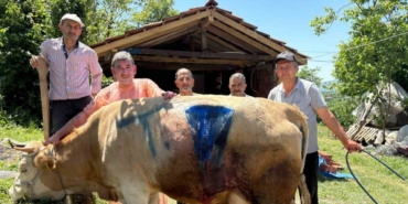 cift-basli-dogan-buzagi-sasirtti