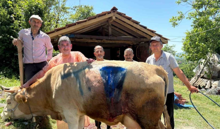 Çift başlı doğan buzağı şaşırttı