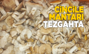 cincilemantari