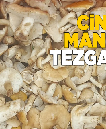 cincilemantari