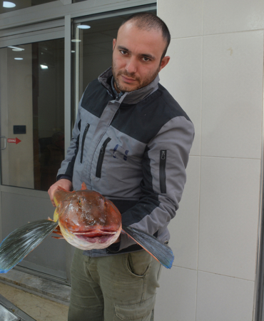 SİNOP’TA 5 KİLOGRAMLIK KIRLANGIÇ BALIĞI  YAKALANDI