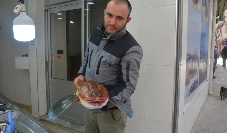 SİNOP’TA 5 KİLOGRAMLIK KIRLANGIÇ BALIĞI  YAKALANDI